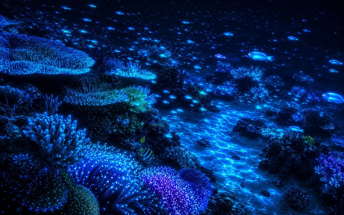 Representative bioluminescent Maldives reef