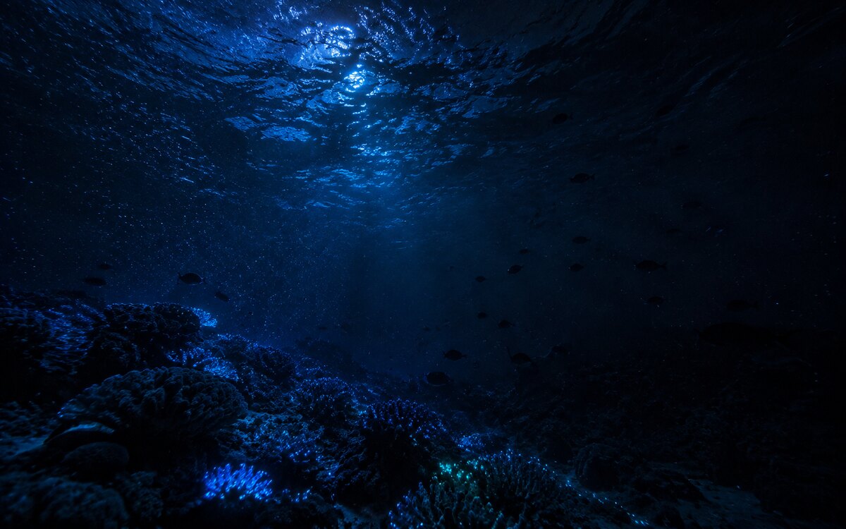 Representative bioluminescent Maldives reef